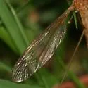 Tipula colei - photo 5