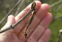 Tipula collaris - Tipula collaris