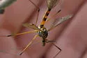 Tipula collaris - photo 2