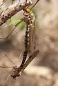 Tipula collaris - photo 3