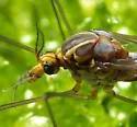 Tipula collaris - photo 4