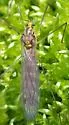 Tipula collaris - photo 5