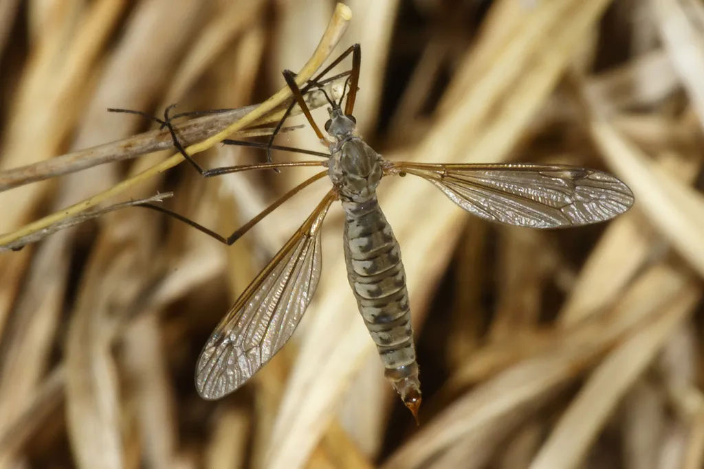 Tipula dietziana - photo 2