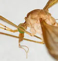 Tipula disjuncta - photo 2