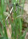 Tipula disjuncta - photo 3