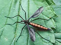 Tipula disjuncta - photo 4