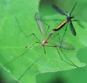 Tipula disjuncta - photo 5