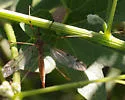 Tipula doaneiana