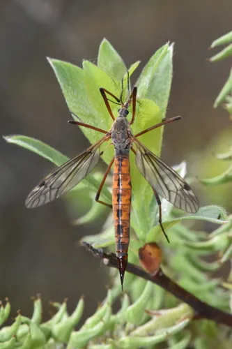 Tipula dorsimacula