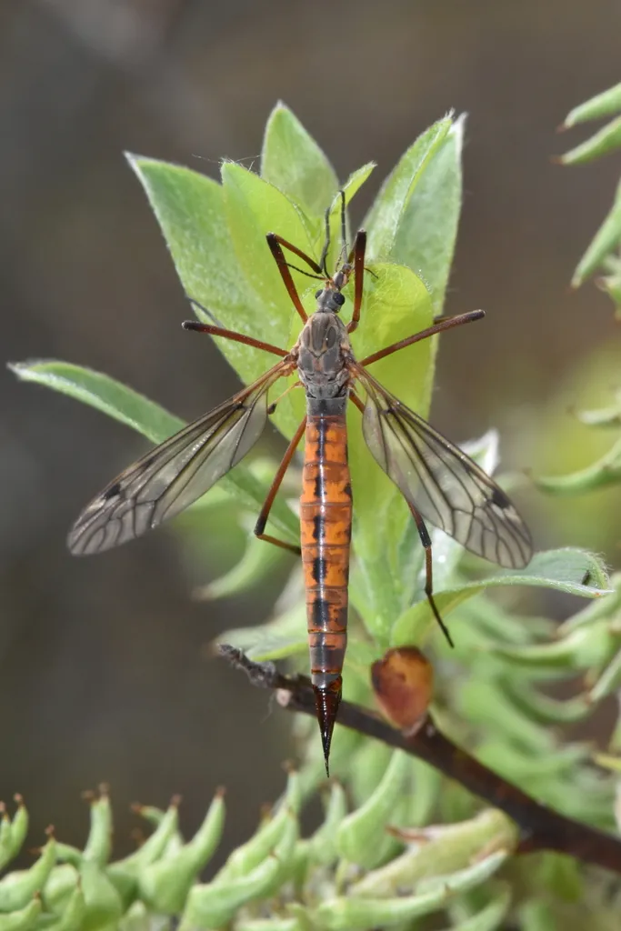 Tipula dorsimacula - photo 3