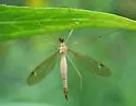 Tipula duplex - Tipula duplex
