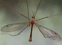 Tipula duplex - photo 2