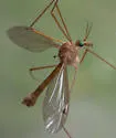 Tipula duplex - photo 3