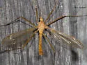 Tipula duplex - photo 4