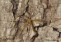 Tipula duplex - photo 5