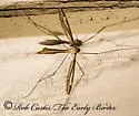 Tipula eluta