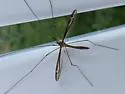 Tipula eluta - photo 2