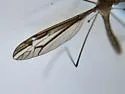 Tipula eluta - photo 3