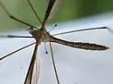 Tipula eluta - photo 4
