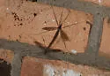Tipula flavoumbrosa
