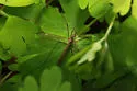 Tipula flavoumbrosa - photo 2
