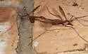 Tipula flavoumbrosa - photo 3
