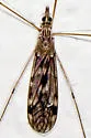 Tipula fragilis