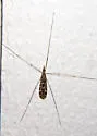 Tipula fragilis - photo 2