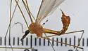 Tipula fragmentata