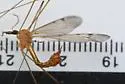 Tipula fragmentata - photo 2