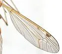 Tipula fragmentata - photo 3
