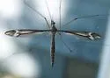 Tipula fraterna - Tipula fraterna