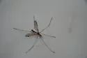Tipula grahamina