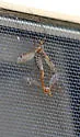 Tipula grahamina - photo 2