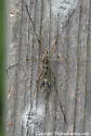 Tipula hermannia