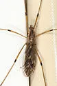 Tipula hermannia - photo 2