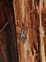 Tipula hermannia - photo 3