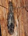Tipula hermannia - photo 4