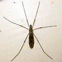 Tipula hermannia - photo 5