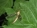 Tipula hirsuta