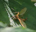 Tipula hirsuta - photo 2