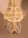 Tipula hirsuta - photo 3