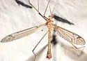 Tipula hirsuta - photo 5