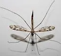 Tipula ignobilis