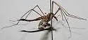 Tipula ignobilis - photo 4