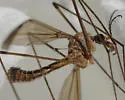 Tipula inusitata - photo 2