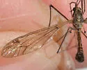 Tipula inusitata - photo 3