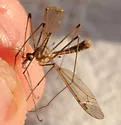 Tipula inusitata - photo 4