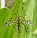 Tipula jacintoensis