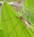 Tipula jacintoensis - photo 2